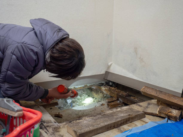 Reliable Buffalo Grove, IL Mold Removal Solutions