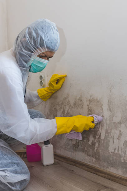 Best Dehumidification Services  in Buffalo Grove, IL